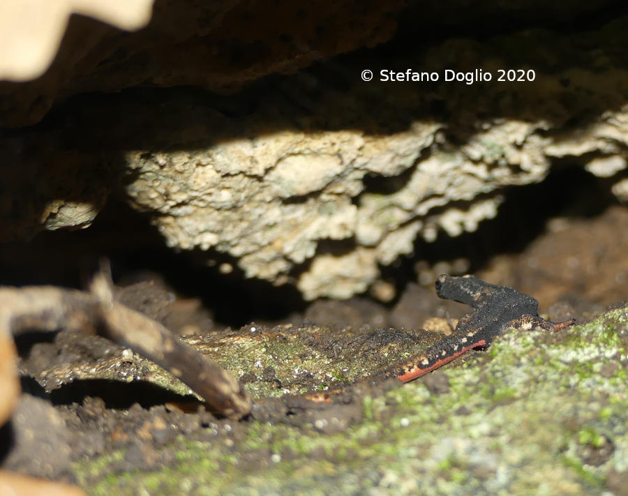 Salamandrina perspicillata nella Campagna Romana